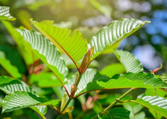 What Is 7-OH and Why It’s Gaining Popularity in the U.S.